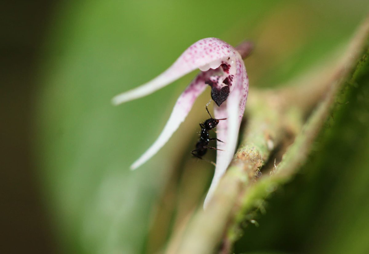 IDEAMColombia's tweet photo. En esta jornada, se reconocieron especies como el roble negro, orquídeas y otras plantas relevantes para la conservación de los bosques en Colombia. #MonitoreoDeBosques🌳 #IdeamInternacional https://t.co/UDgB53iwEz