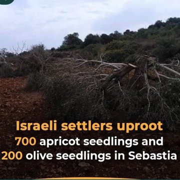 200 olive and 700 apricot trees were cut down by colonial #Israeli settlers in Sabstia, #Nablus. it was just another act of destroying the #Palestinian lands for no reason! 
#Palestine 
<a href="/MEeye18/">ME_EYE</a>  #BDS