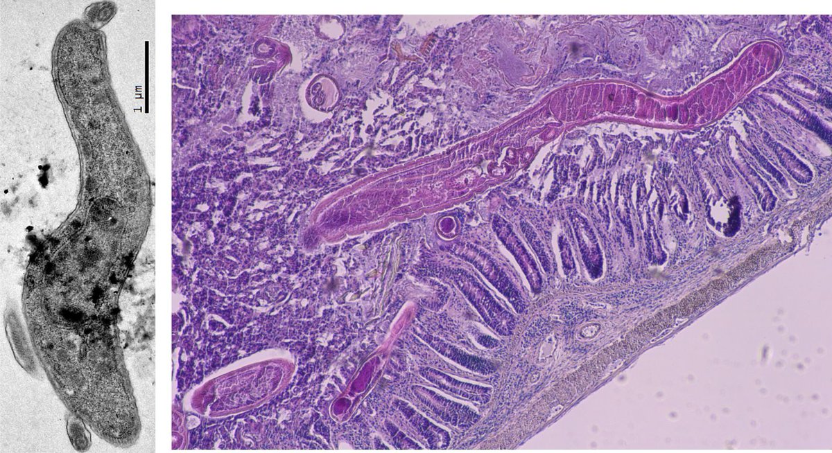 Neil Mabbott (@neilmabbott1) on Twitter photo Interested in how parasite co-infections in the gut affect susceptibility to other parasites? <a href="/EastbioDTP/">EastBio DTP</a>
#PhD project available now with myself & <a href="/DrLiamMorrison/">Liam Morrison</a> to study impact of intestinal helminths on African trypanosome infections. Details here: edin.ac/3AE7bmN Interested in how parasite co-infections in the gut affect susceptibility to other parasites? <a href="/EastbioDTP/">EastBio DTP</a>
#PhD project available now with myself & <a href="/DrLiamMorrison/">Liam Morrison</a> to study impact of intestinal helminths on African trypanosome infections. Details here: edin.ac/3AE7bmN