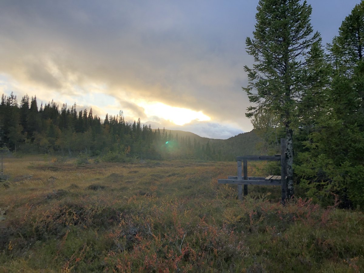MapMore's tweet photo. Even the busiest Swedish mountains are, outside of the trails, quiet in the summertime.
It was a pleasure to make a map for @oringenofficial  in Åre. Due to the postponing 2021->2023 the map isn't used, but hopefully there will be another event on the new 16 km² orienteering map! https://t.co/uNy28OFMte