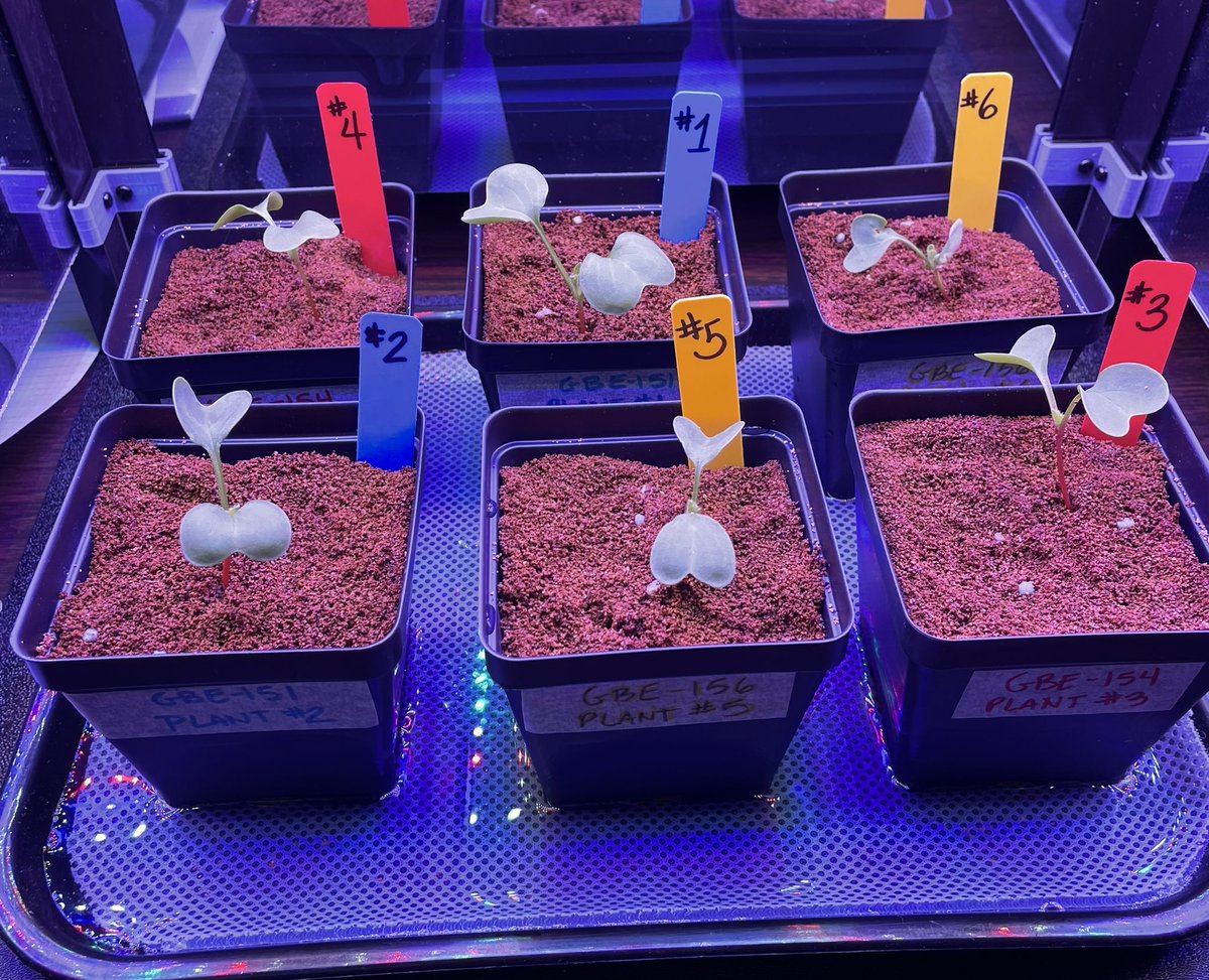 Ms Ro-Do tweet media