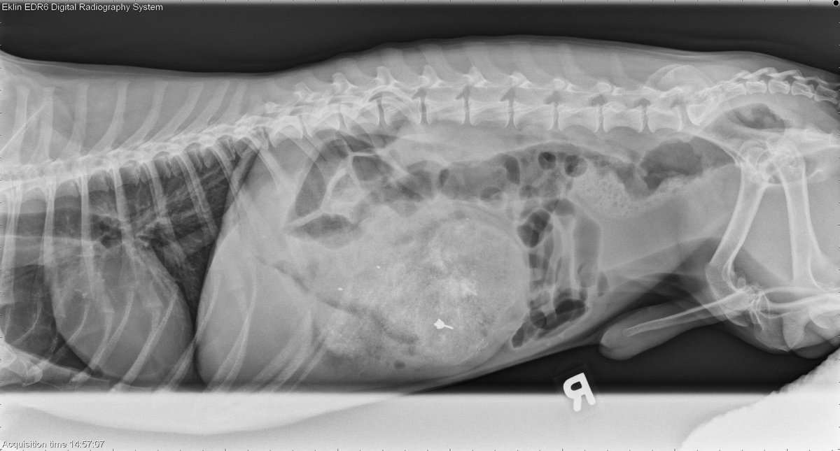 vetlucent's tweet photo. 2 year old Dachshund: Today’s case is a 2-year-old male long-haired Dachshund with gagging episodes. What is the enlarged organ? https://t.co/Eao466mW7f https://t.co/UepD9aVaHv