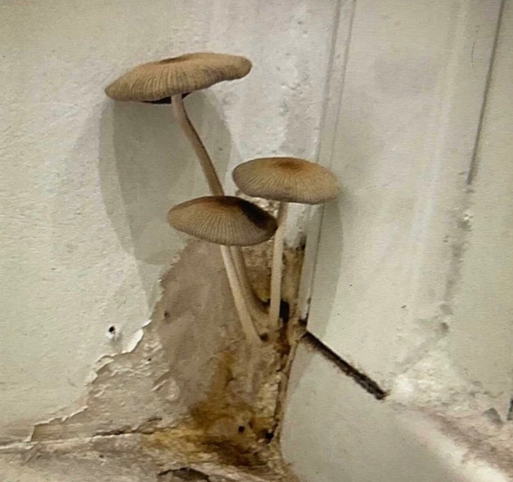 RichBaldi's tweet image. I've seen homes with mold problems, but fungi...that's a new one 😳🤣🍄🏡
#RichTheRealtor #home #mushrooms