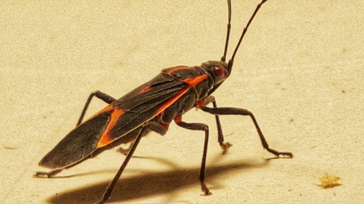 StreetScotty's tweet image. The world of bugs gets so much more interesting when you can do macro photography.
#bugs #macrophotography #samsungnote5