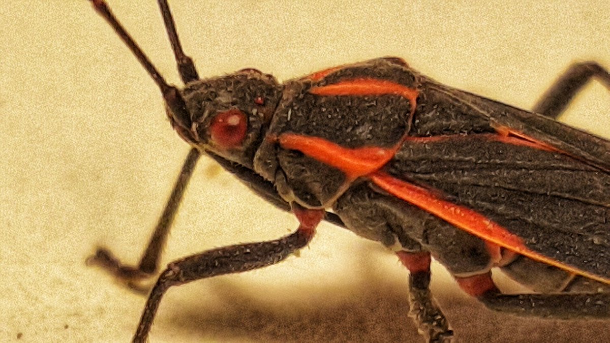 StreetScotty's tweet image. The world of bugs gets so much more interesting when you can do macro photography.
#bugs #macrophotography #samsungnote5