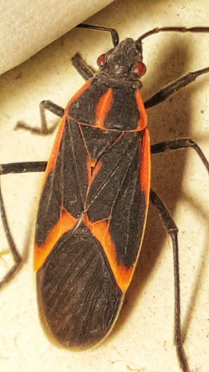 StreetScotty's tweet image. The world of bugs gets so much more interesting when you can do macro photography.
#bugs #macrophotography #samsungnote5