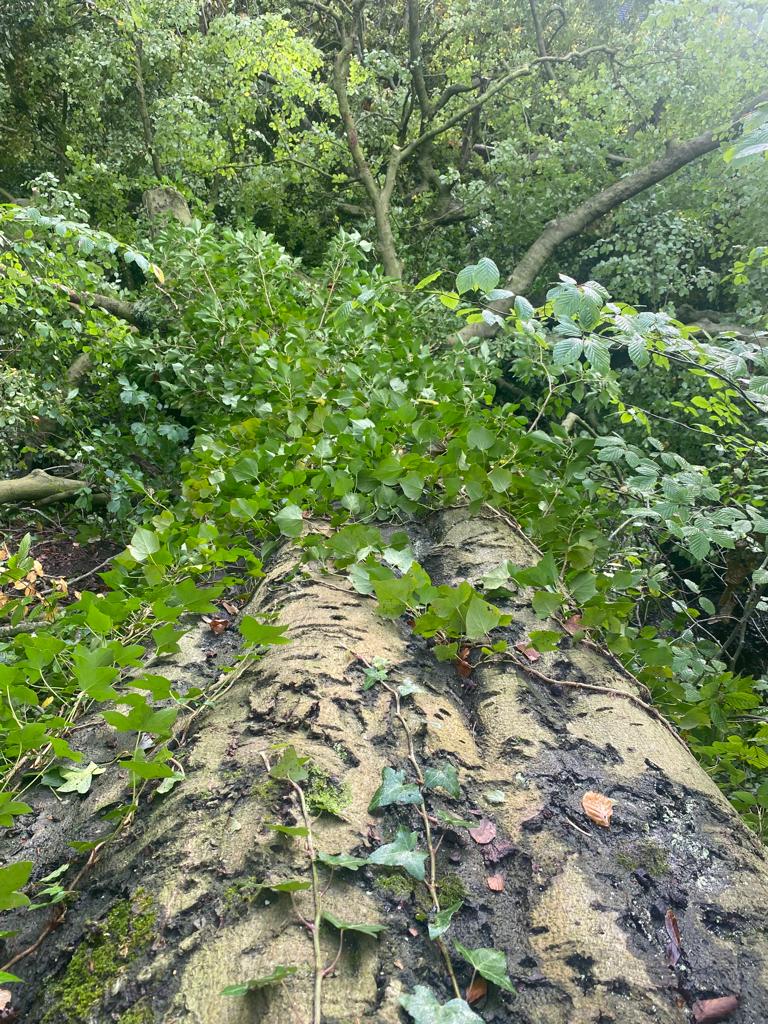 icooper06's tweet image. @GroundControlGC more great work from our team @jaymilson clearing a large Beech tree that had fallen into the river. Due to difficulty winching, the tree had to be lifted out in pieces by crane! All for @EnvAgencyNW to help reduce flood risk.