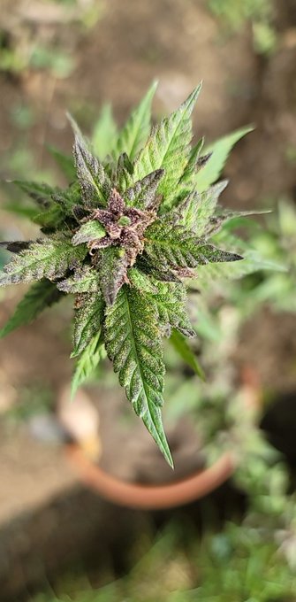 Some spend their entire lifetime mastering their craft,.,. &amp; For a seemingly selected few  It comes naturally<a href="/tag/bluegrass"class="tags"><span>#bluegrass</span></a><a href="/tag/outdoor"class="tags"><span>#outdoor</span></a><a href="/tag/darkstarempire"class="tags"><span>#darkstarempire</span></a><a href="/tag/youngwolf"class="tags"><span>#youngwolf</span></a>