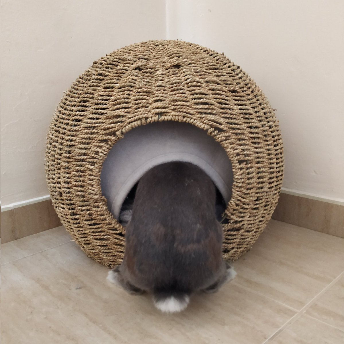 marialonso76's tweet photo. #LREscuderoGarrido Pepita preparando la  habitación para el nuevo miembro de la familia 😍😊🐇 https://t.co/rTo0tkvdsv