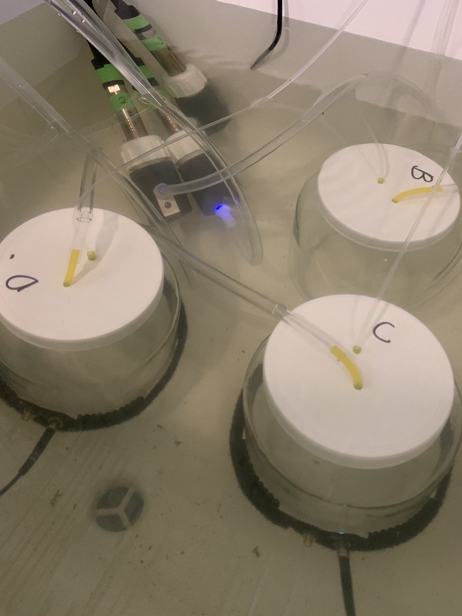 MattWGray's tweet photo. ⁦@soggy_biologist⁩ is nearing the completion of her long-term #oyster monitoring system ⁦@UMCES⁩. This is gonna be a game changer. https://t.co/cMBhovAiyj
