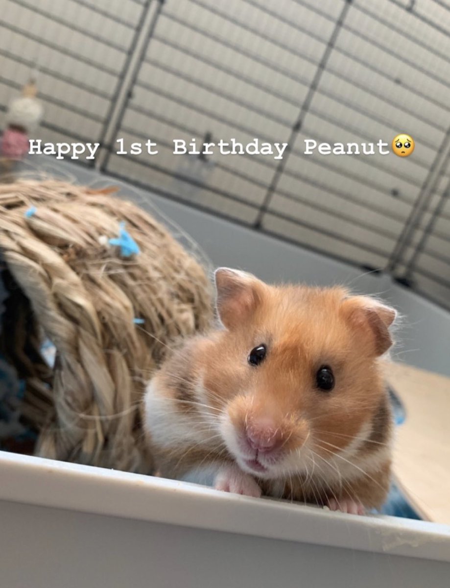 rvnpetnanny's tweet photo. ππ»ππππππππ₯¦π₯¬πππ #syrianhamster #hamster #hamstersoftwitter #smallfurries #vetnurse #happybirthday https://t.co/ETIUMxDNrI