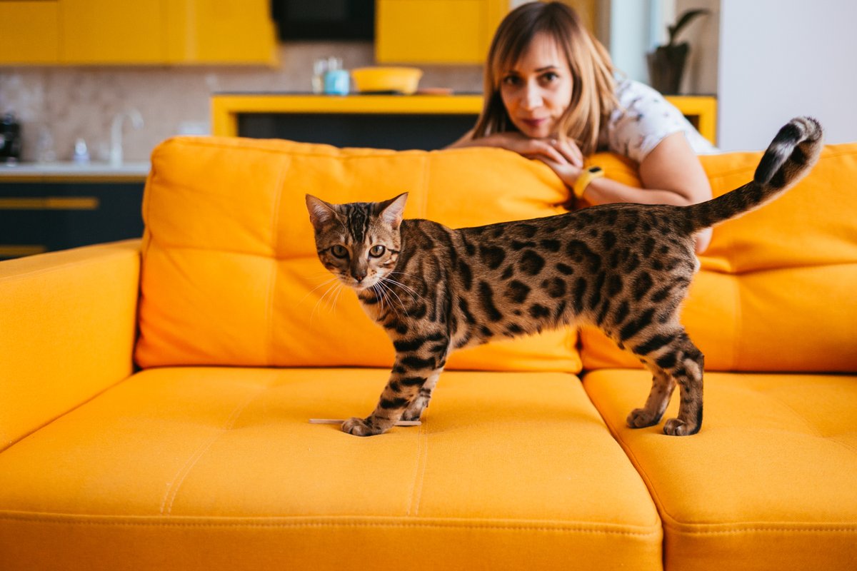 oliveoilcom's tweet photo. Taking care of your fur baby is important business! This article looks at #oliveoil and cats—possible benefits and cautions. https://t.co/8bEXqIpGhY https://t.co/9uHDP1qIaJ