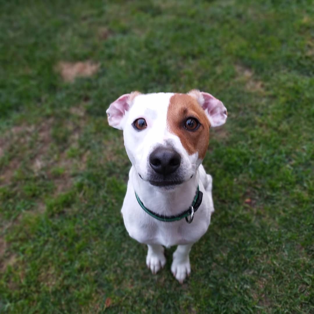 Helloouu there It's Me! 😊😍

@lovepawzshop 

#jackrussellstyle #jackrussellsofig #jackrussellplanet #jackrusselllife #jackrussellworld