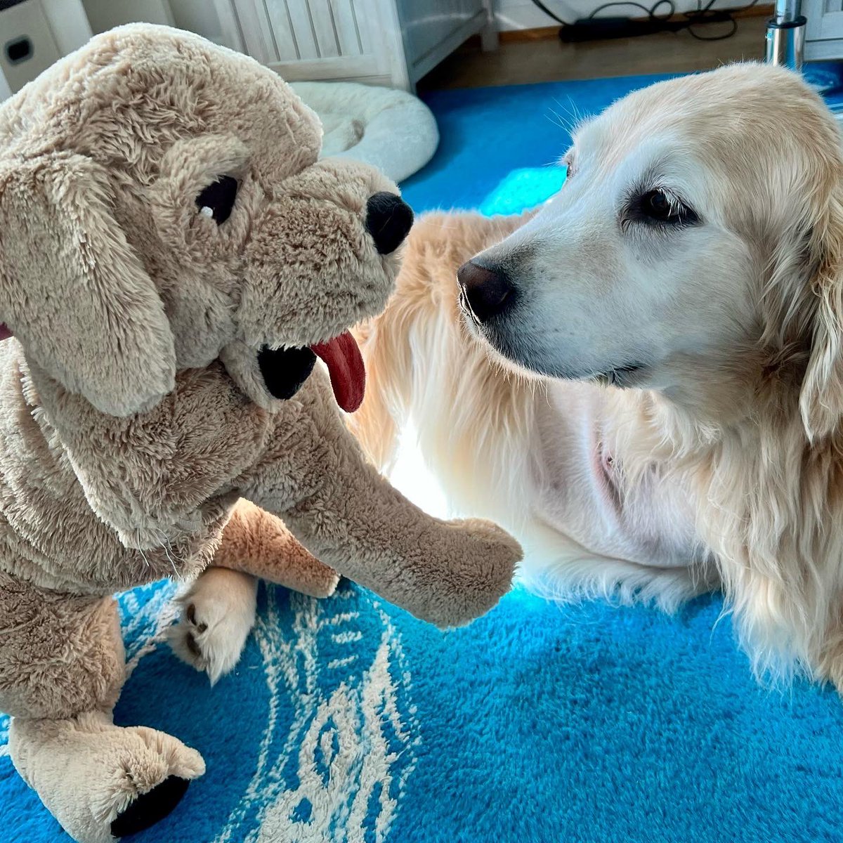 TheGoldenRatio4's tweet photo. Why yes, we got hopper an @IKEAUSA GOSIG with an amputated right front leg so her toy matches her 💛💛 https://t.co/2JQKBUfDN3