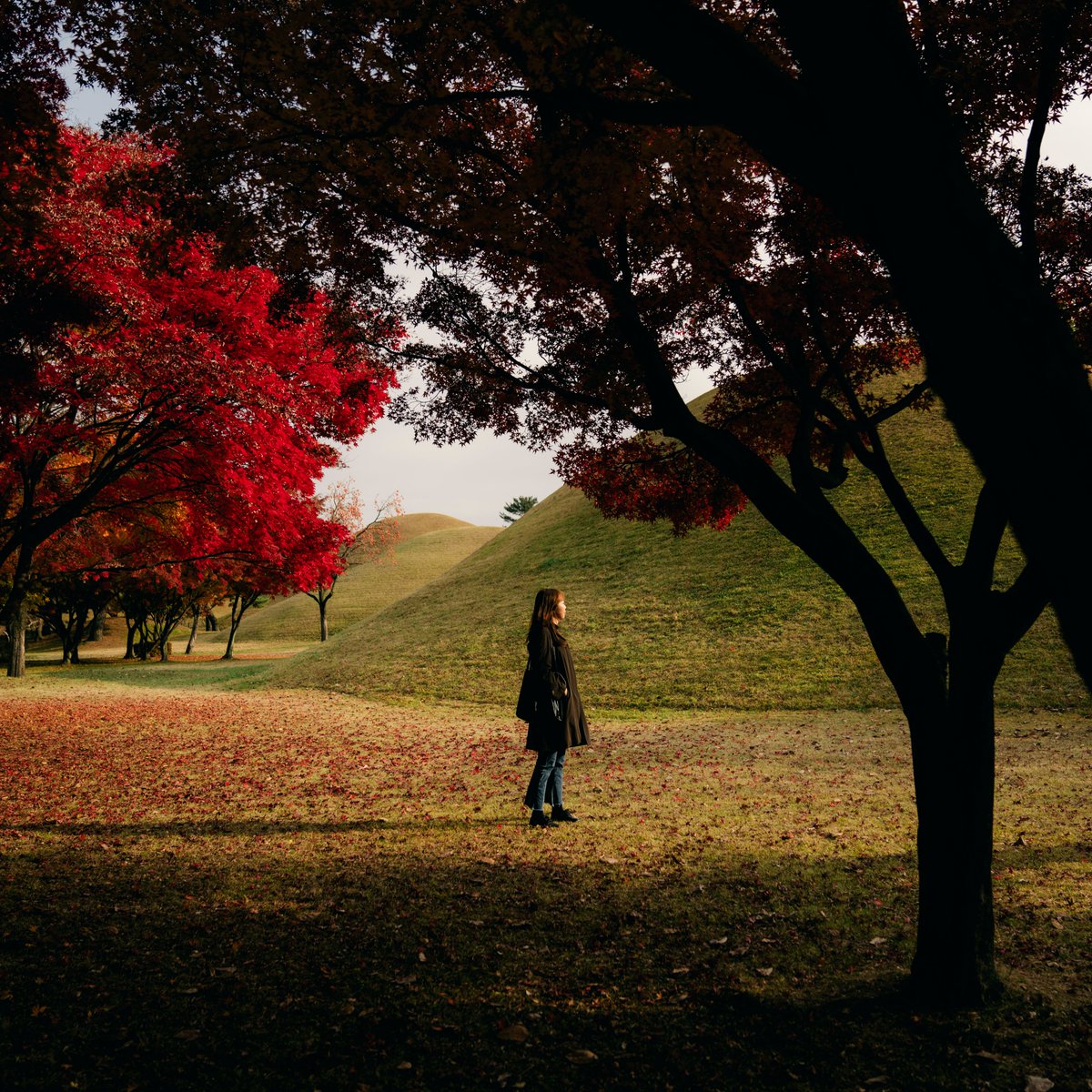 Benblenner's tweet photo. Week 2 of The Explore Project has arrived!
 
Welcome to one of my favourite spots in the world, Gyeongju, South Korea

Image reveal and auction is now live for the next 52 hours 🗺️📸

https://t.co/UEXYXbPJX5

#TheExploreProject #nftphotography #NFTcollection https://t.co/LQkfnvQFSt