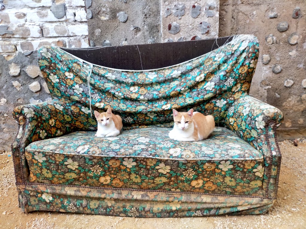 _Highsmith__'s tweet image. Bé, després de 5 mesos, fins avui no ens han dit que des de l'ass. Rescat no troben adoptants per aquests ❤️ i que podem ajudar a fer difusió. Els tenim en acollida al Baix Ebre. Els estimem i volem el millor per a ells. Sé que últimament us demano molt, però si podeu fer RT 🙏?