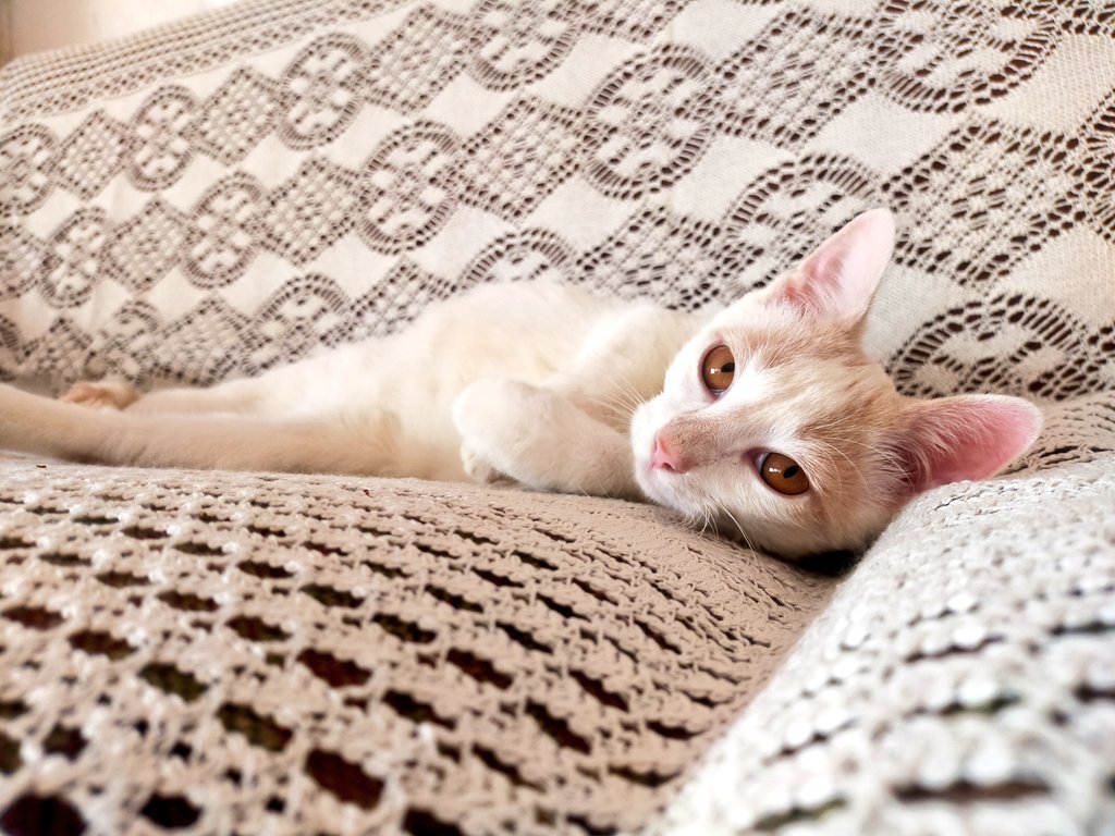 _Highsmith__'s tweet image. Bé, després de 5 mesos, fins avui no ens han dit que des de l'ass. Rescat no troben adoptants per aquests ❤️ i que podem ajudar a fer difusió. Els tenim en acollida al Baix Ebre. Els estimem i volem el millor per a ells. Sé que últimament us demano molt, però si podeu fer RT 🙏?