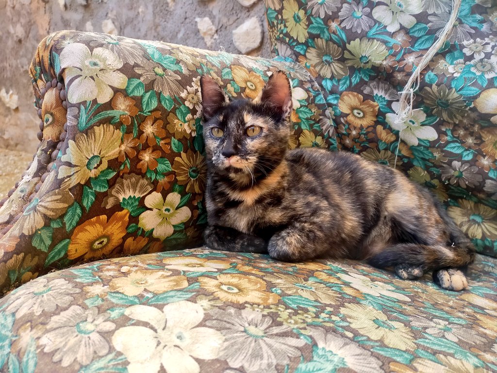 _Highsmith__'s tweet image. Bé, després de 5 mesos, fins avui no ens han dit que des de l'ass. Rescat no troben adoptants per aquests ❤️ i que podem ajudar a fer difusió. Els tenim en acollida al Baix Ebre. Els estimem i volem el millor per a ells. Sé que últimament us demano molt, però si podeu fer RT 🙏?