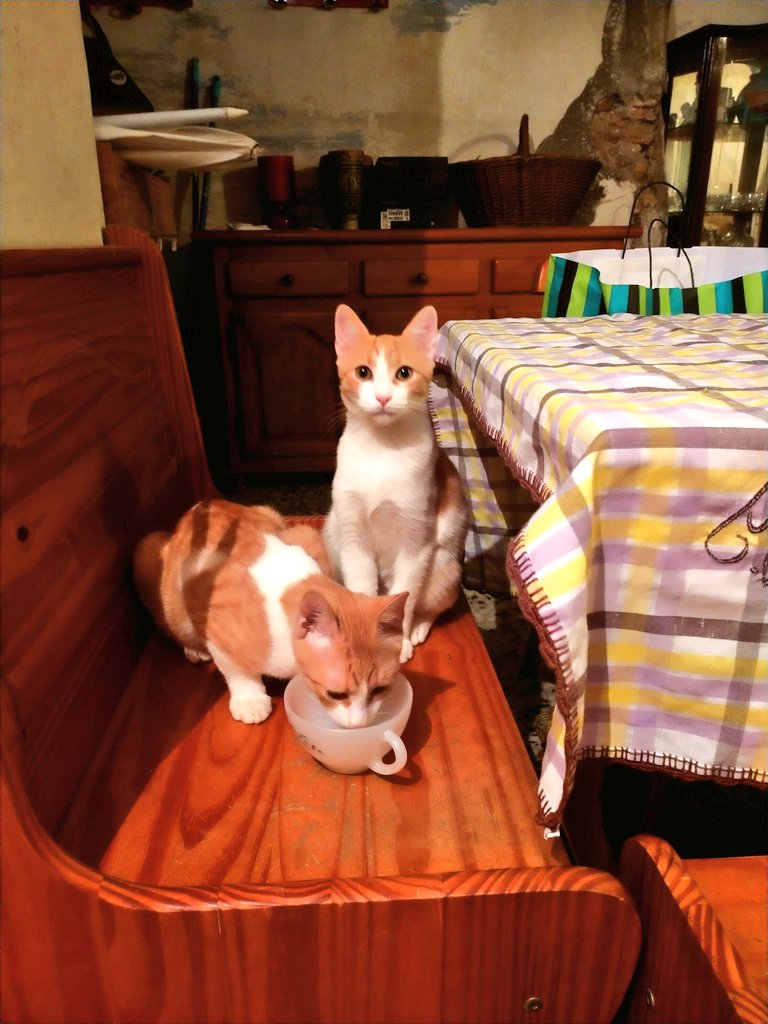 _Highsmith__'s tweet image. Bé, després de 5 mesos, fins avui no ens han dit que des de l'ass. Rescat no troben adoptants per aquests ❤️ i que podem ajudar a fer difusió. Els tenim en acollida al Baix Ebre. Els estimem i volem el millor per a ells. Sé que últimament us demano molt, però si podeu fer RT 🙏?