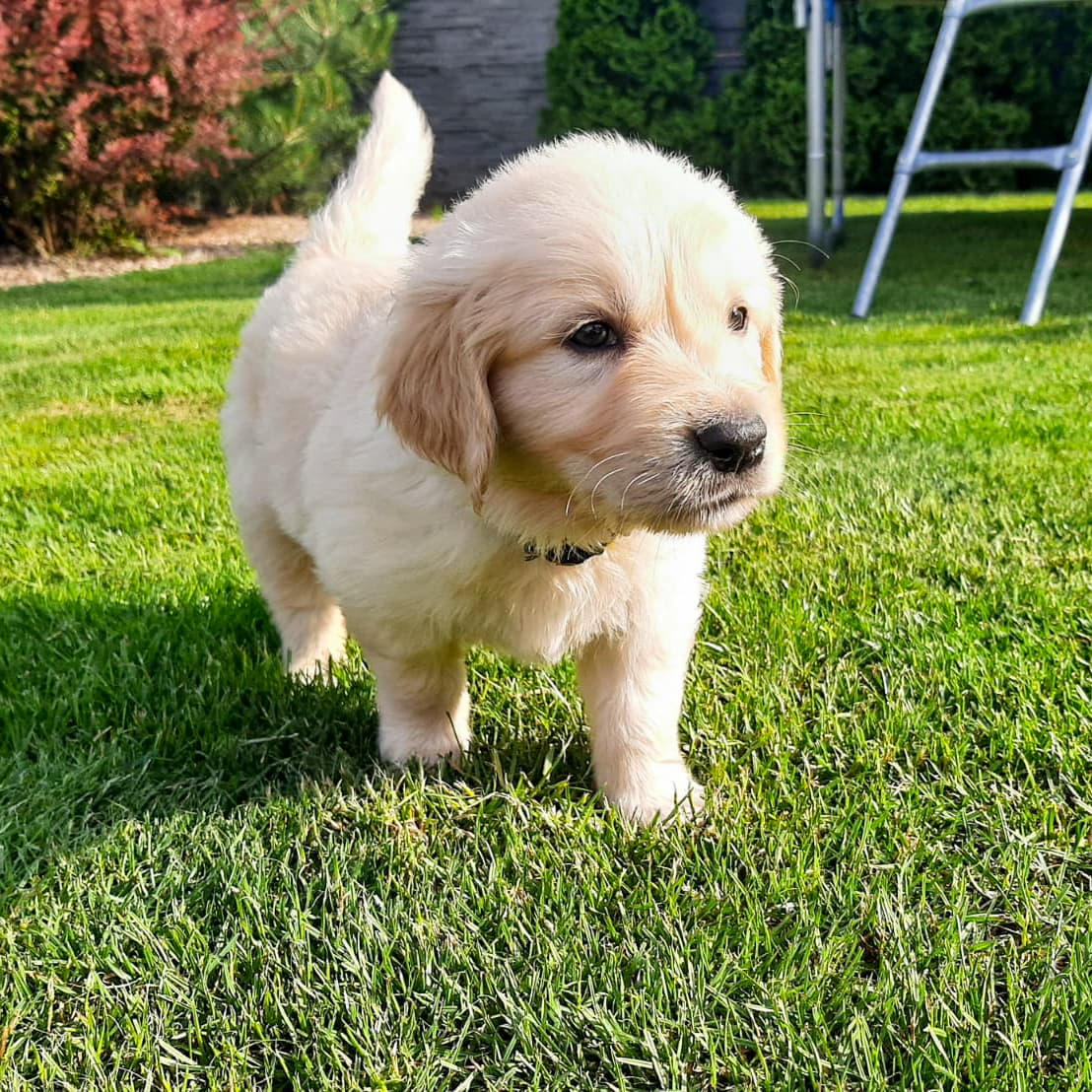 cosmo_weiss's tweet photo. Throwback to when I was a little fluffy poatato 🥔🐶
.
#throwbackthursday #thursday 
@CuteGoldens @dogcelebration @WeLoveDogsUSA @EnglishCreamPup @goldenslove @goldieretrieve
•
#goldenretriever #dogs #dogsoftwitter #goldenretrieverpuppy #berlin #hundeliebe #dog #pets #puppies https://t.co/oALtxI2bU0