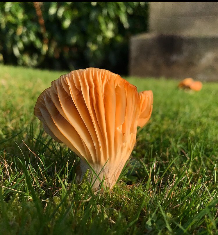 becssim's tweet photo. ✨💫  #mycology #mushrooms #fungi #fungus #mushroomphotography #fungiphotography #mushroomsociety #mushroomhunting #scottishfungi #scotlandphotography  #mushroomspotting #forage #forager #wildlife #mushlove https://t.co/Qow2wDl4JS