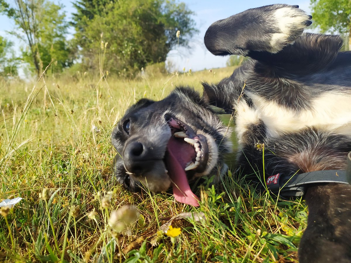 💔 Fresa: una espera inifinita... 💔

Fresita lleva literalmente toda la vida esperando una oportunidad.Los años pasan y ella no pierde su sonrisa, su energía, sus ganas de vivir, de querer y de ser querida...

📧 defensanimalzamora@gmail.com