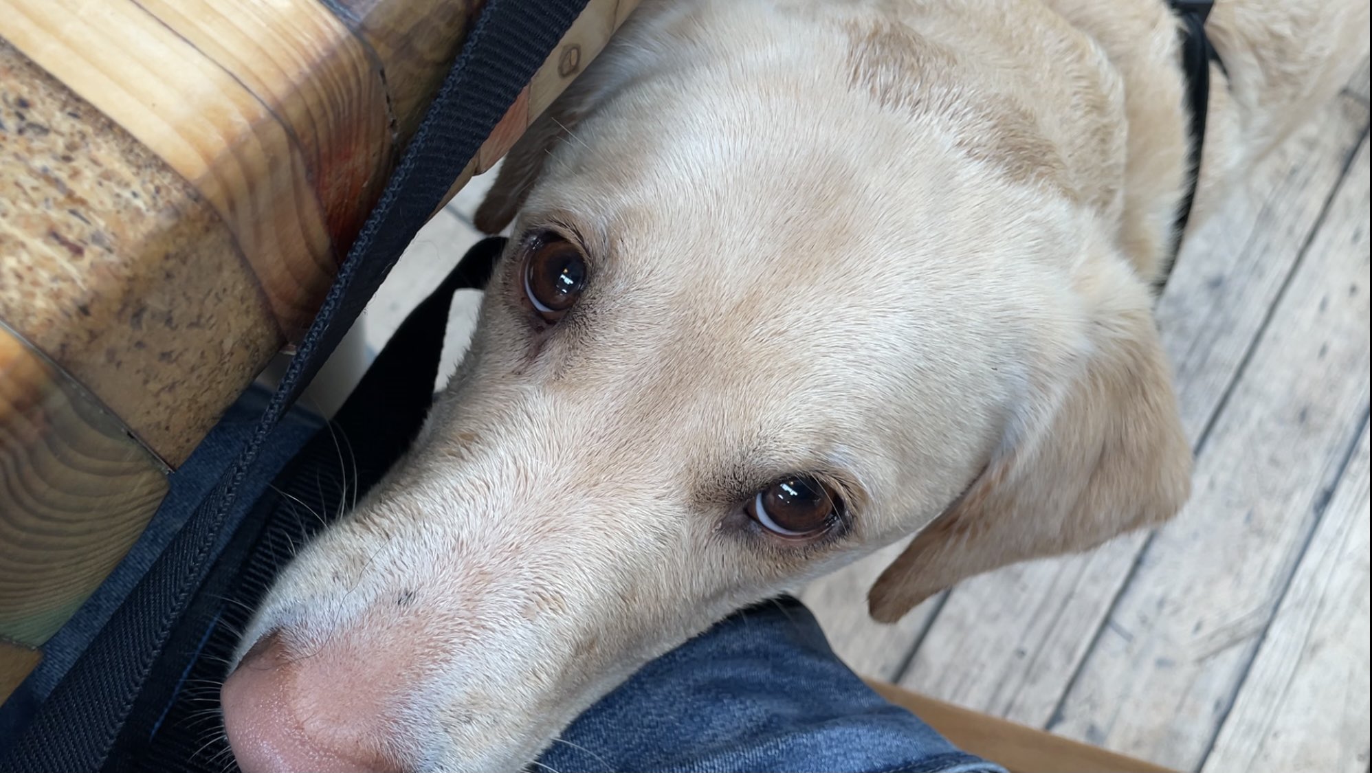 Why Do Dogs Sway Their Heads