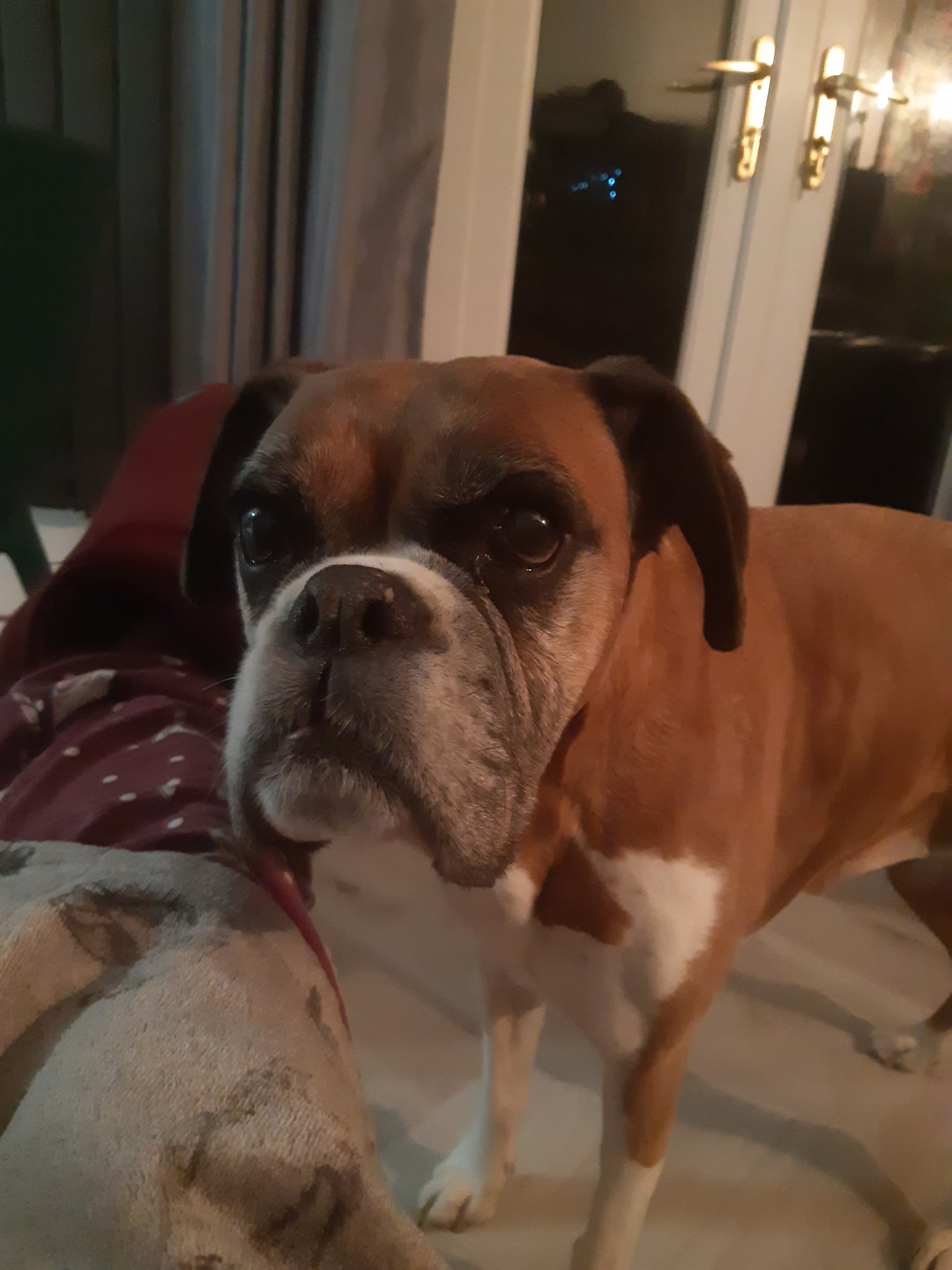 Why Do Boxers Have Underbites