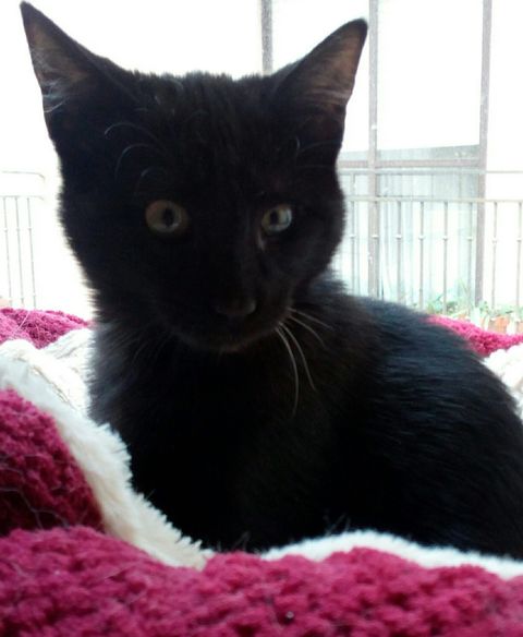 Adopta Daz tweet media