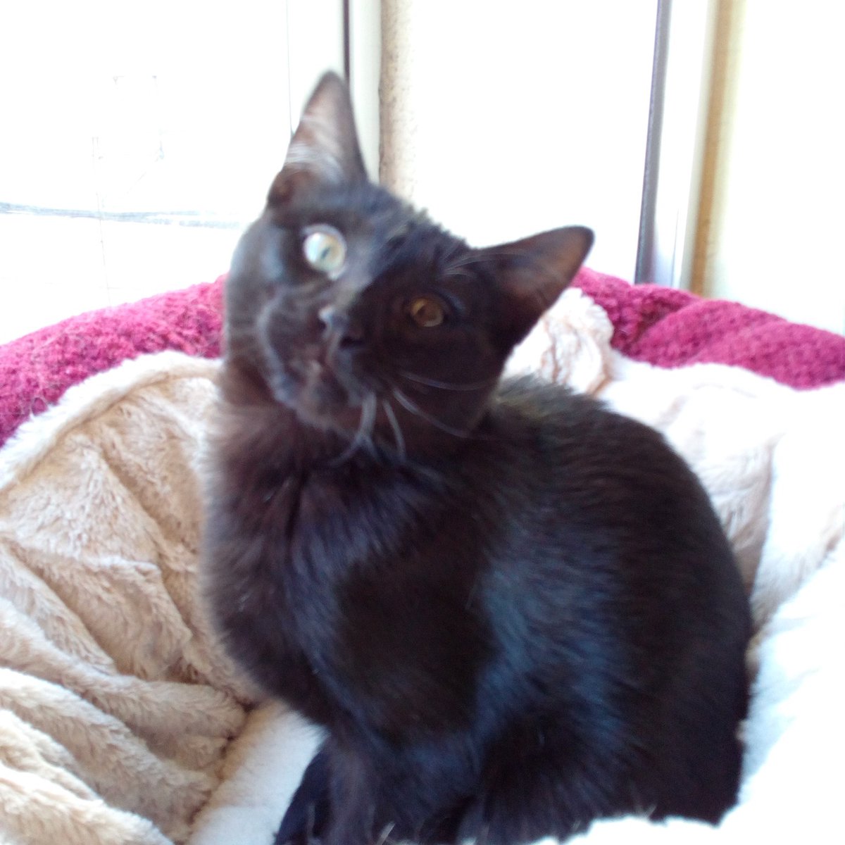 💕💕 Maya💕💕

En su casa de acogida ha revolucionado a los otros gatos porque es tan lista y simpática que les obliga a jugar con ella y los deja agotados, pero no pueden enfadarse con ella.

¿Te gustaría darle una oportunidad?
📧 defensanimalzamora@gmail.com