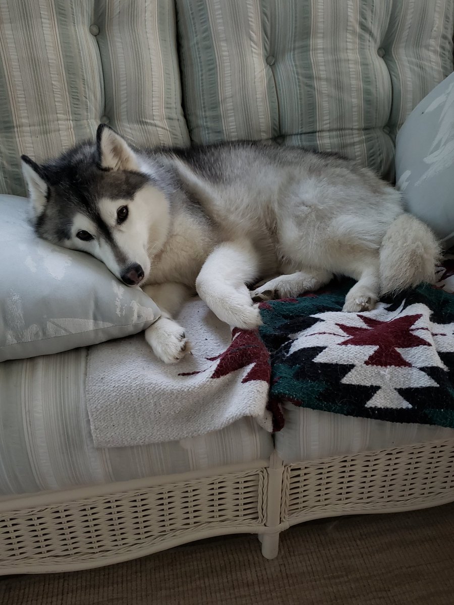 gingerrvitis's tweet photo. don't think she could be more comfortable if she tried https://t.co/FTeWuVeVxi