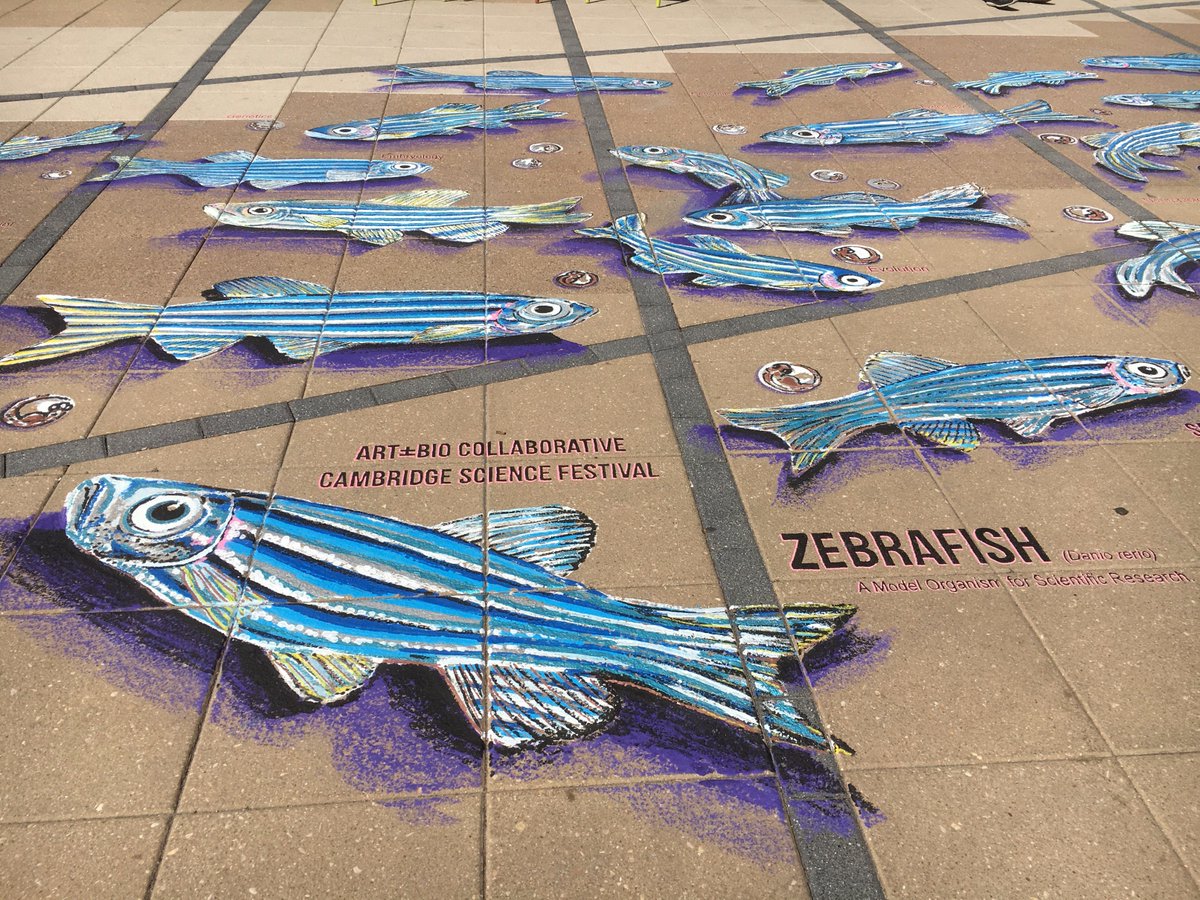 ArtBioCollab's tweet image. A Zebrafish #ScienceMural! —Celebrating the marvelous zebrafish (Danio rerio), as a #ModelOrganism in the life sciences + communicating science via #PublicArt.🙌🏾 #TBT to making our collaborative #zebrafish mural for the 2016 @CambSciFest. 📷 @broadinstitute. #ArtScience #SciComm