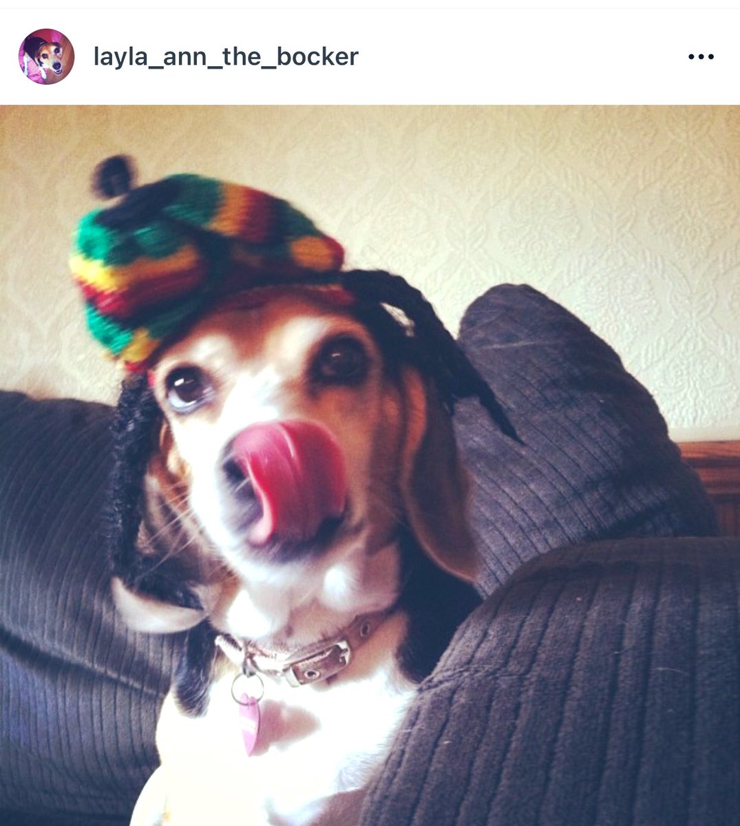 Little miss Layla Ann rocking her hat! @beaglefacts #beagle #DOGLOVERS #doggy #rainbowbridgedog #DogsofTwittter #beaglelover #missingmybabygirl