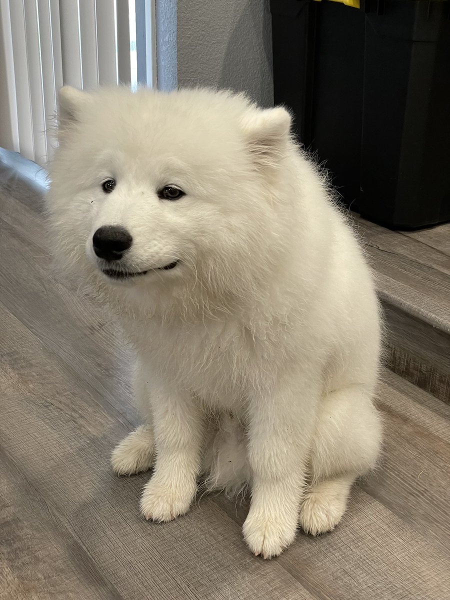 saddest pic of dolby ever taken. he was a little bit too soggy from the rain and had a little bit of poop on his butt.