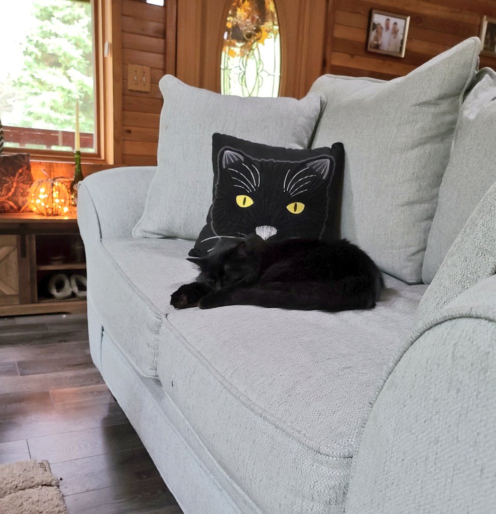 KristebWife's tweet photo. Couch hog.
#blackcats #CatsOfTwitter #fall https://t.co/Czn2xX7EQ7