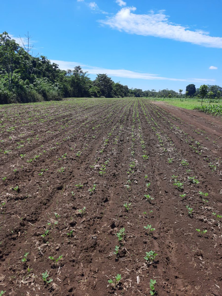 ¡Estamos #JuntosPorElAgro en la Amazonía ecuatoriana !
En la Estación Exp. Central de la Amazonía se realiza el tercer ciclo de evaluación del ensayo de rotación de cultivos de maíz, arroz y maní bajo sistema agroforestal.