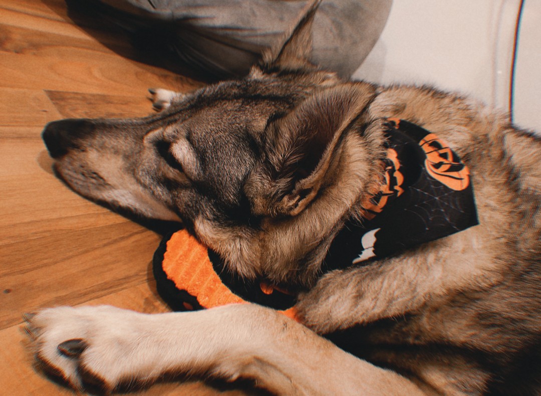 wehavetofind's tweet photo. Ready for Halloween https://t.co/tU5FLRFant