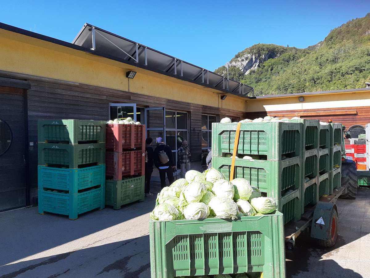 SClimatekic's tweet photo. Sunflowers, homemade bread&amp;cakes, cabbages, terraced landscapes, community gardens, olive trees, historical gardens, organic vegetable gardens and outdoor tourism. There are the elements of today visit to Rovereto, Valle di Gresta &amp; Arco #SATURN2 https://t.co/k2XP4bucpI