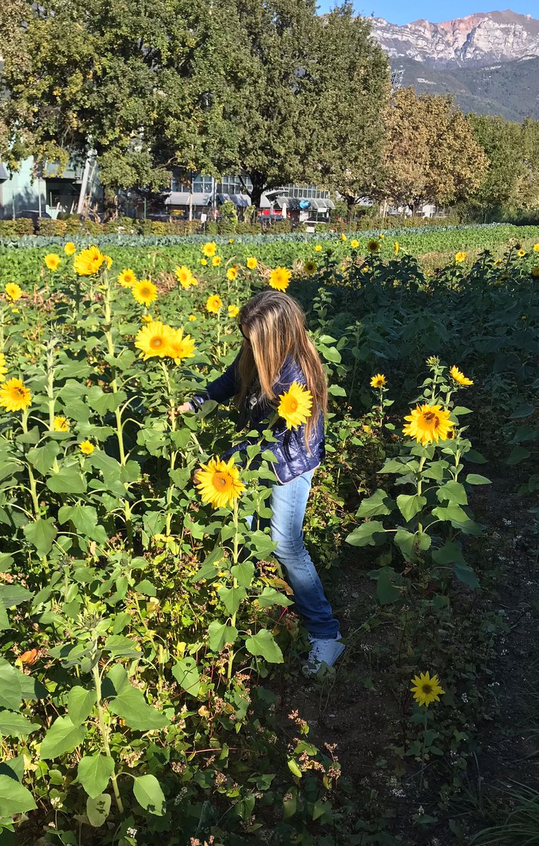 SClimatekic's tweet photo. Sunflowers, homemade bread&amp;cakes, cabbages, terraced landscapes, community gardens, olive trees, historical gardens, organic vegetable gardens and outdoor tourism. There are the elements of today visit to Rovereto, Valle di Gresta &amp; Arco #SATURN2 https://t.co/k2XP4bucpI