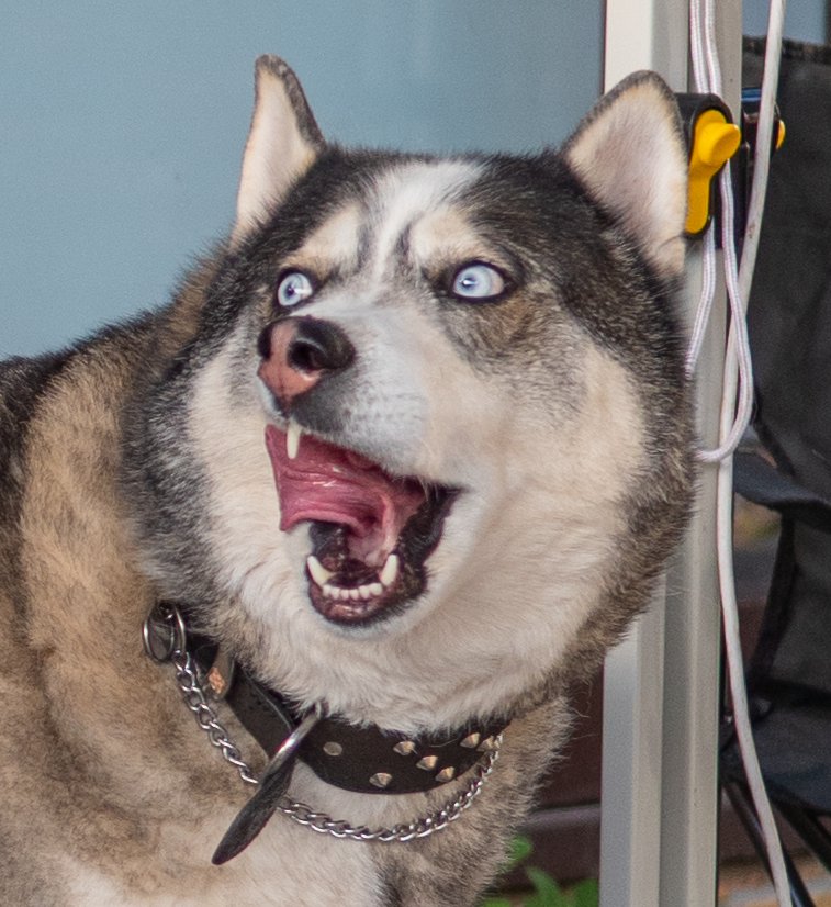 MagicallyWolf's tweet image. 