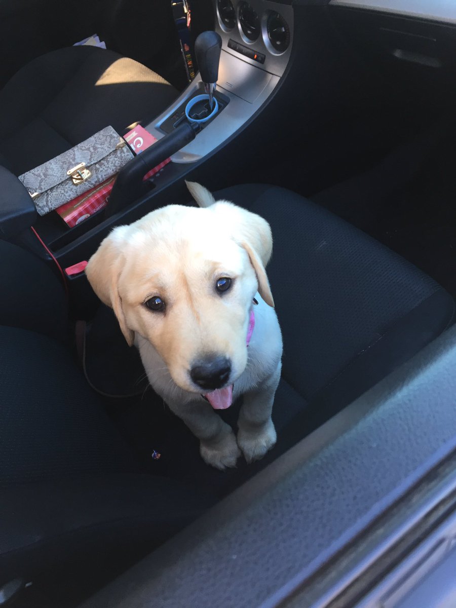 WeRateDogs tweet media