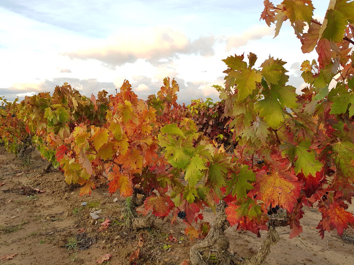 turismocuzcu's tweet photo. Dentro de muy poco, vas a poder sentir estos colores en nuestros viñedos. Magia pura.
https://t.co/hUF0UroIRv
.
.
#vendimia #viñedo #otoño #turismo #Cuzcurrita #turismocuzcurrita #LaRioja #Riojaalta #rutadelvinoriojaalta #enoturismo #gastronomia #alojamientos #reservaparavolver https://t.co/65PYJQb6N7