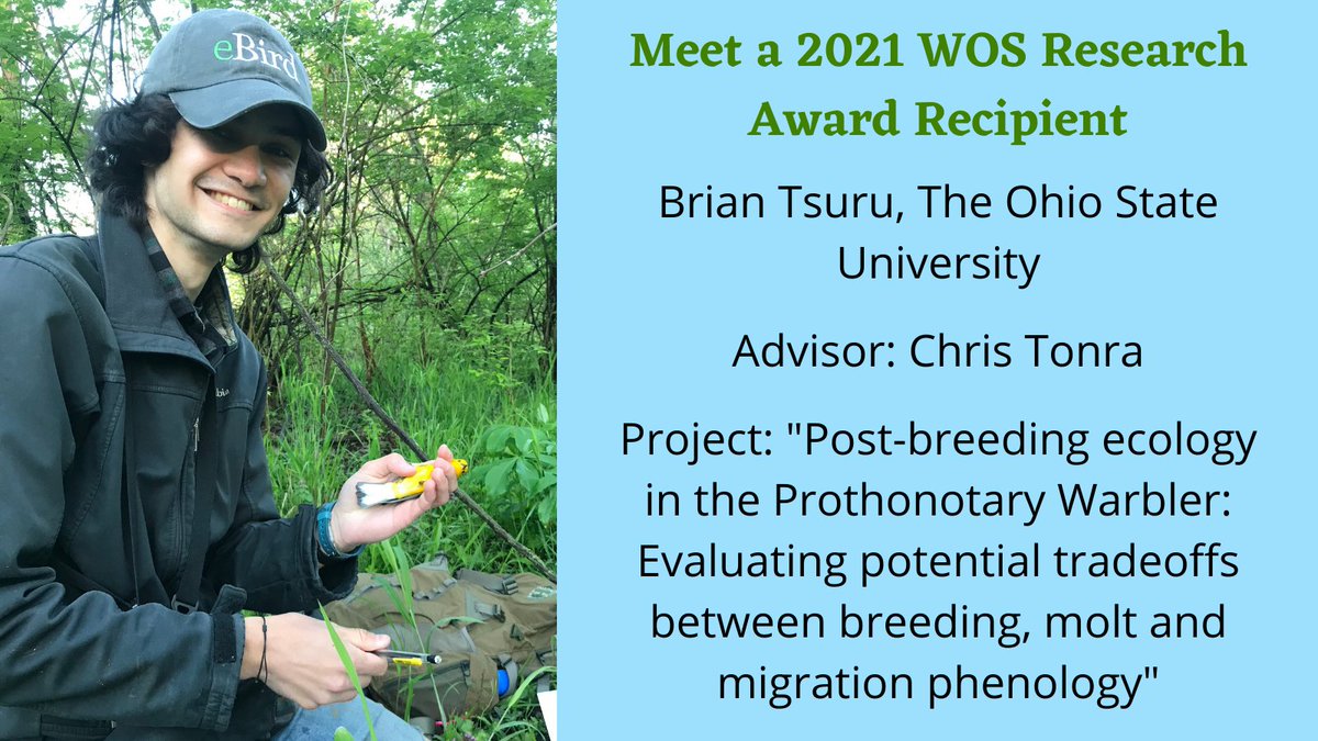 Wilson Ornith Soc (@wilsonornithsoc) on Twitter photo OSU's Brian Tsuru (<a href="/helloyesbriam/">Brian Tsuru</a>) received a 2021 WOS Research Grant for his project "Post-breeding ecology in the Prothonotary Warbler: Evaluating potential tradeoffs between breeding, molt and migration phenology." Congrats to all 2021 recipients! wilsonsociety.org/2021/08/16/202… OSU's Brian Tsuru (<a href="/helloyesbriam/">Brian Tsuru</a>) received a 2021 WOS Research Grant for his project "Post-breeding ecology in the Prothonotary Warbler: Evaluating potential tradeoffs between breeding, molt and migration phenology." Congrats to all 2021 recipients! wilsonsociety.org/2021/08/16/202…