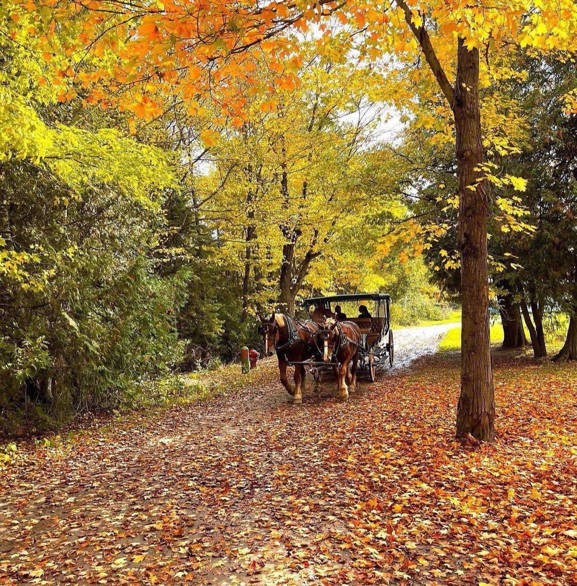ThreadsMackinac's tweet image. There’s nothing quite like a carriage ride in the fall season 🍁