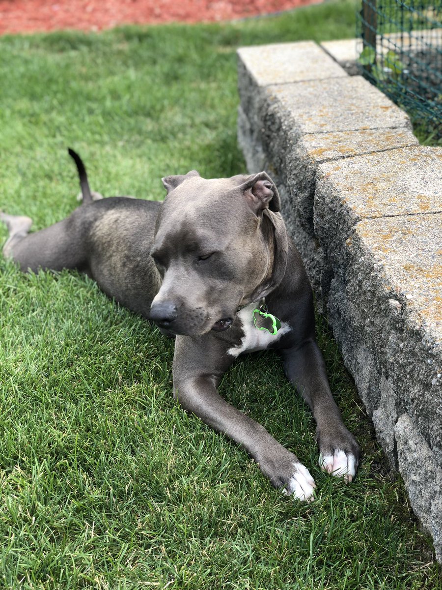 Valoryg's tweet photo. @pitbullsad Apollo - you are beautiful and sweet! My Jedi looks so much like you. https://t.co/9qNEp7twps