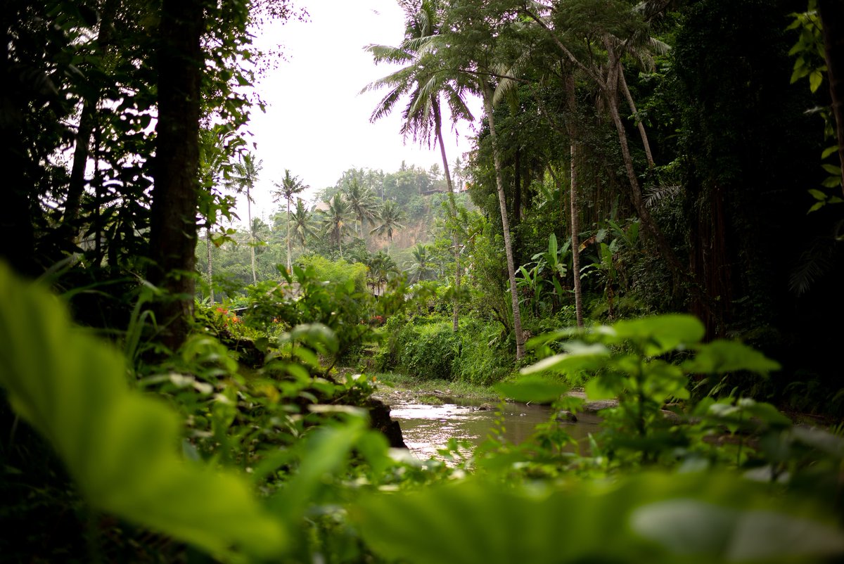 SFB_Magazine's tweet photo. #agroforestry systems maintain soil fertility and water quality nearly as well as wild Amazonian forests. They do not have the same level of biodiversity but they still harbour a multitude of native insects, birds, and wildlife. 

Read on... https://t.co/6AEWS0XrUQ https://t.co/wkOsTBAw3J