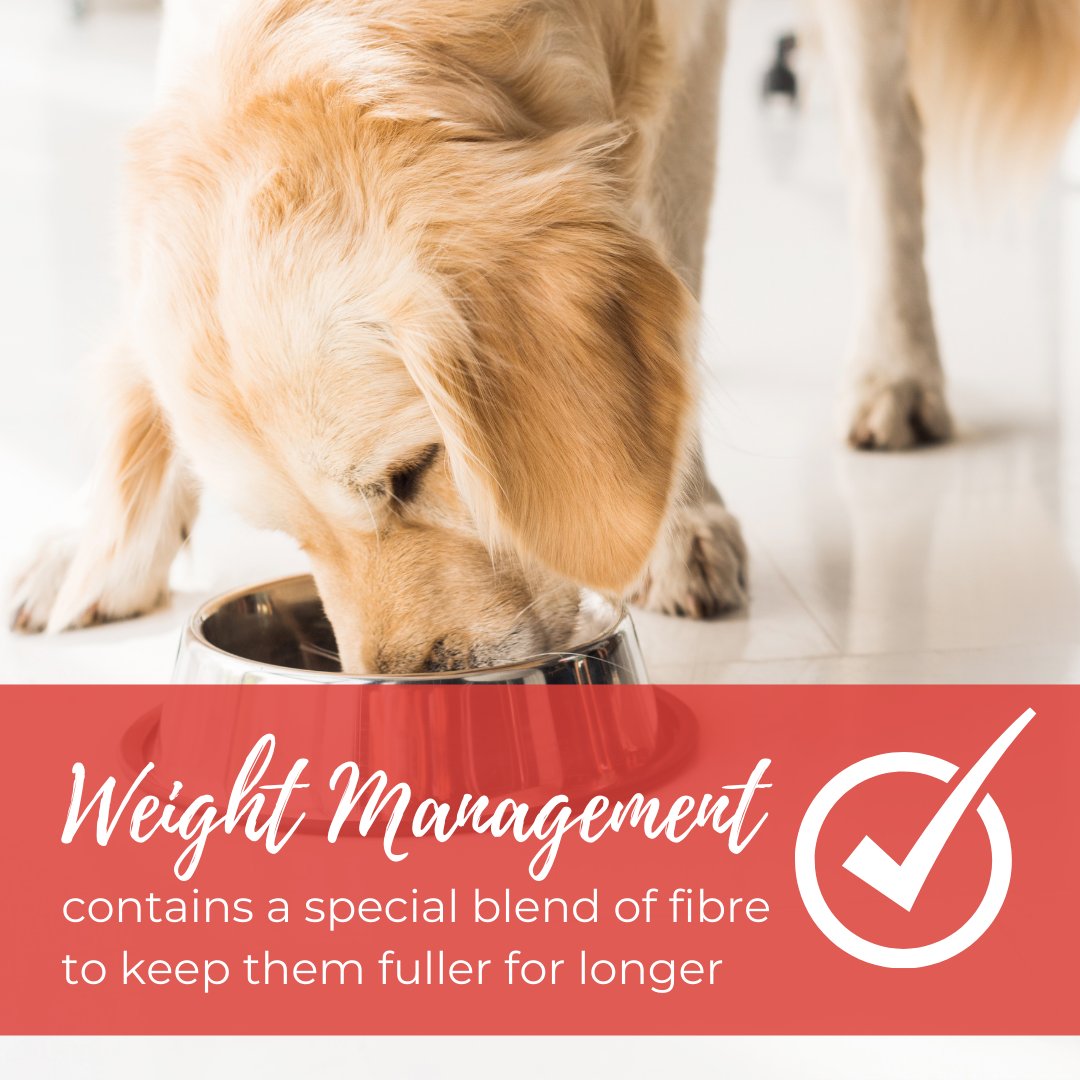 ClydachFarm's tweet photo. Our NEW Senior/Lite recipe supports more effective weight management - We use a special blend of fibres that increases the volume of the stomach contents and promotes satiety 😌🙌🏻

#dogs #wales #business https://t.co/fe0itdQau8