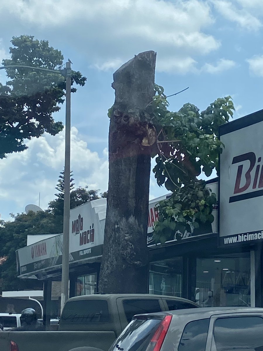 hilarialui's tweet photo. Esta gestión ha hecho cosas buenas pero también ha dejado claro su  postura ante la naturaleza !!! Árboles centenarios acabados despiadadamente en horas @AlcaldiaBaruta #AlcaldeTalador https://t.co/CbkdnRtTEn