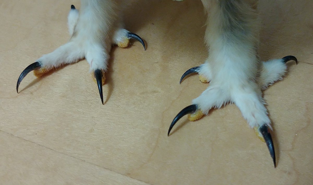 birdbike613's tweet image. Murder toes

Thank you @3phalaropes for introducing me to this absolutely perfect term for tiny Saw-whet talons. #ottbird #ottowl #windowcollision @SafeWingsOtt