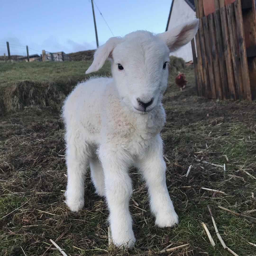 SkyeWeavers's tweet photo. From abandoned lamb to teenage mum ... Read the story of the amazing Maisie the Sheep in our blog: https://t.co/E4pAUbGO5z #WoolWeek #lovesheep #skyewool https://t.co/mi9KLiQqB0